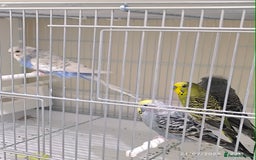 Budgerigars birds for sale: Budgies for sale  - Image 9