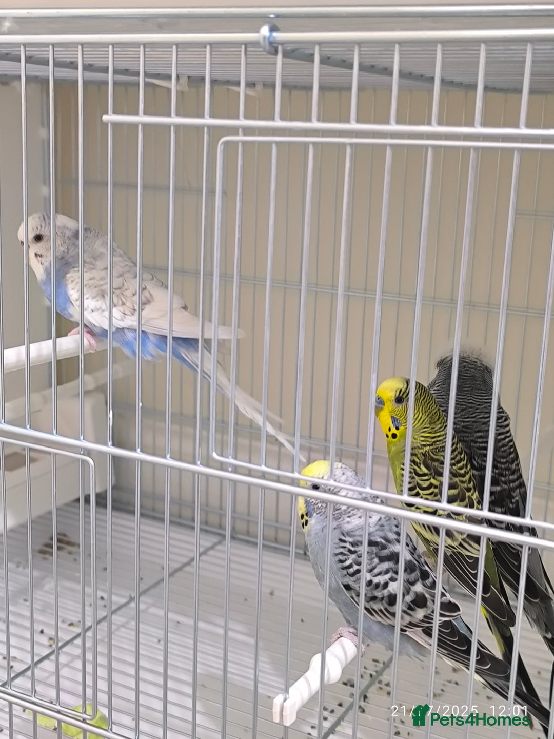 Budgerigars birds for sale: Budgies for sale  - Image 9