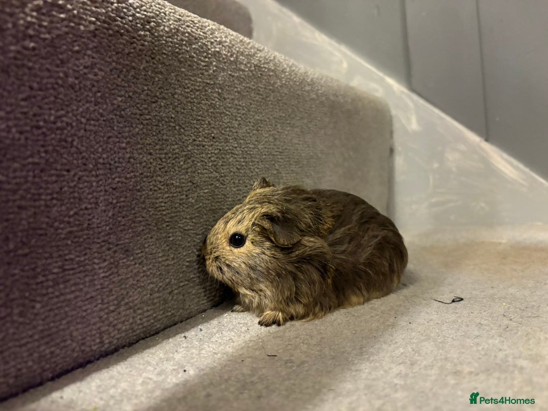 Guinea Pig rodents for sale: Baby guinea pigs  - Advert 4