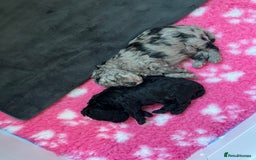 Cockapoo dogs for sale: Stunning health tested F1b cockerpoo puppies - Advert 19