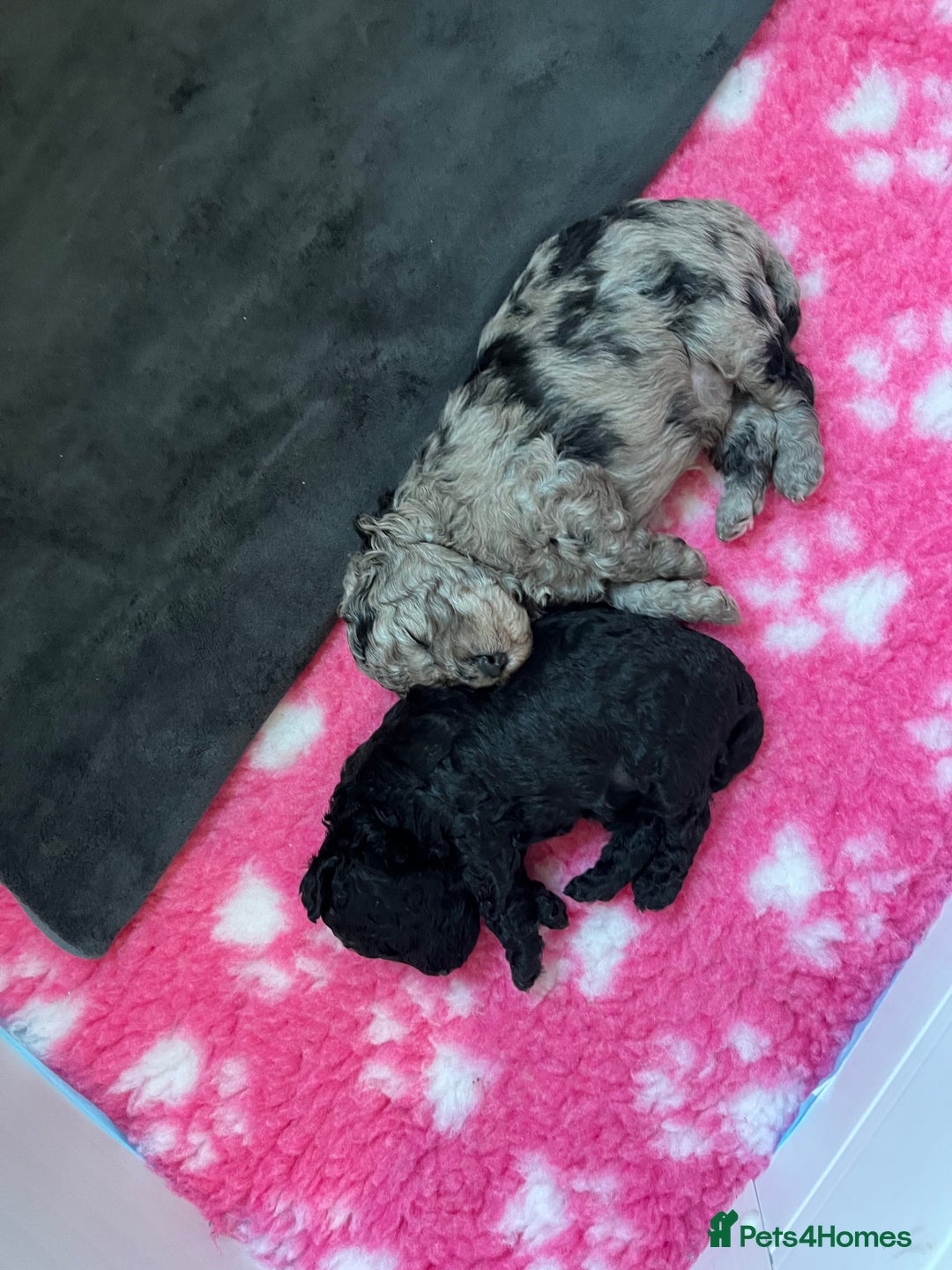 Cockapoo dogs for sale: Stunning health tested F1b cockerpoo puppies - Advert 19