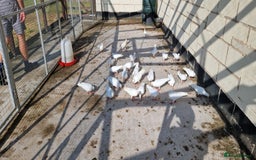 Doves birds for sale: White Straight Tailed Doves - Image 3