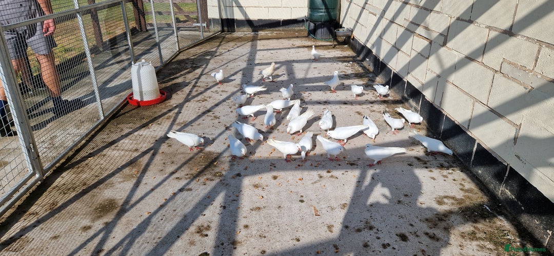 Doves birds for sale: White Straight Tailed Doves - Image 3