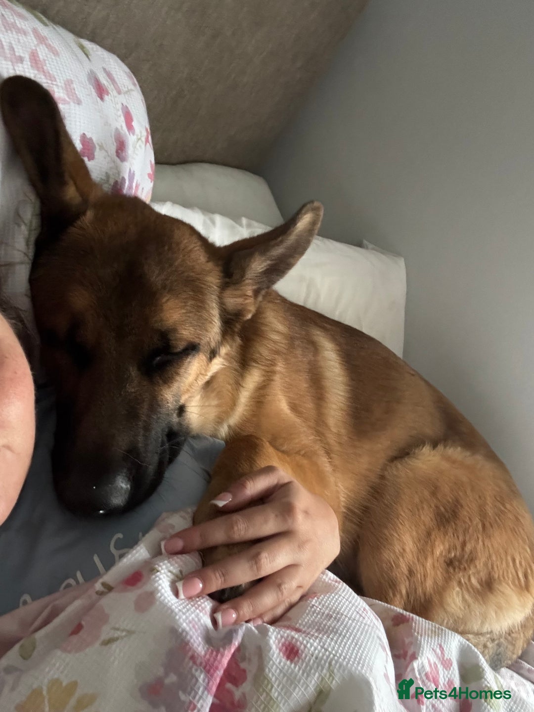 German Shepherd dogs for sale: 10 month old German shepherd male - Image 4