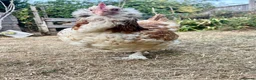 Chickens poultry for sale: Free - Two hens - Poland and Faverolle - Advert 5