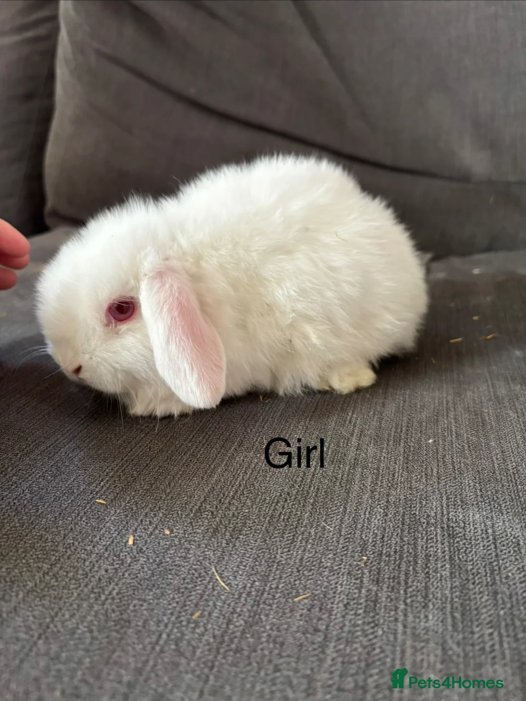Mini Lop rabbits for sale: 5 stunning mini lops - Advert 2