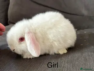 Mini Lop rabbits 5 stunning mini lops ONE LEFT - Advert 17