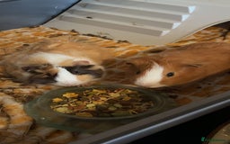 Guinea Pig rodents for sale: 2 guniea pigs  - Image 2