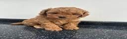 Cavapoo dogs for sale: 5*Beautiful Health tested F2b Cavapoo Puppies  - Advert 3