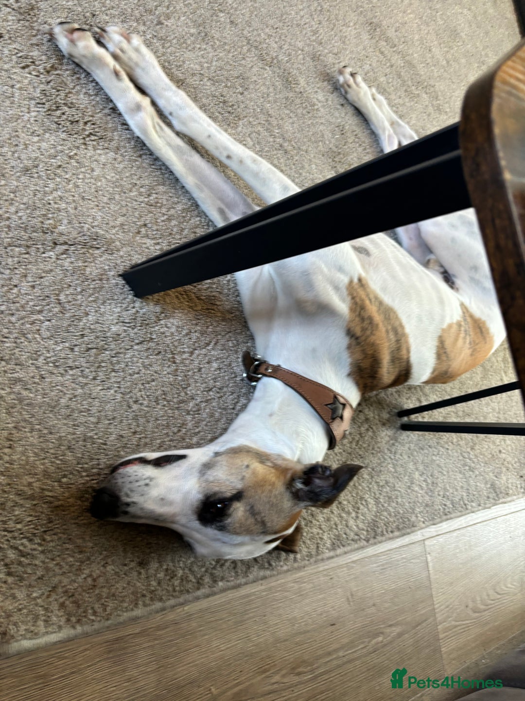 Whippet dogs for sale: K.c2 year old male whippet kennel club registered  - Image 18