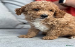 Cavapoo dogs for sale: ⭐️ READY TO FIND THEIR NEW FAMILY NOW⭐️ - Image 1
