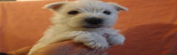 West Highland Terrier dogs for sale: Beautiful kc westie pups - Advert 7