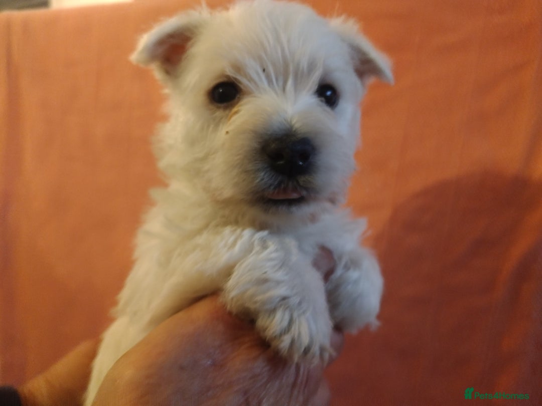 West Highland Terrier dogs for sale: Beautiful kc westie pups - Advert 7