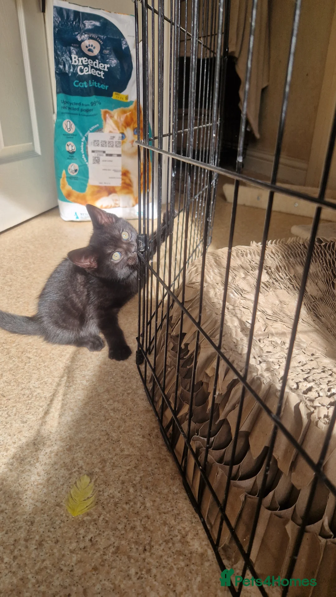 Mixed Breed cats for sale: Kittens - Advert 2