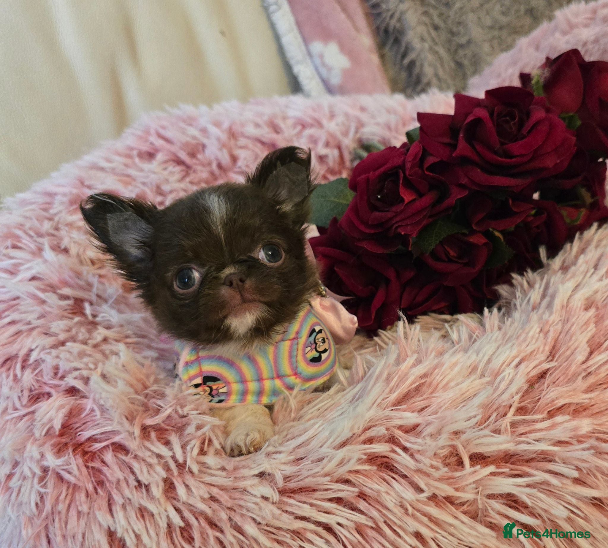 Chihuahua dogs Xx quality chocolate longcoat chihuahua puppies Xx - Advert 1