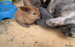 Mini Lop rabbits for sale: Mini lop baby rabbits  - Image 6