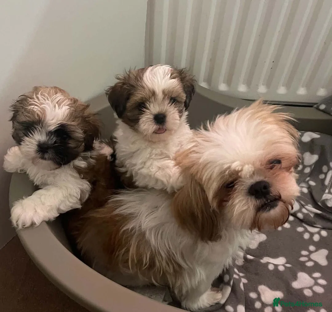 Shih Tzu dogs for sale:  🌟 2 Beautiful Female Puppies Ready Ready to go🌟 - Advert 1