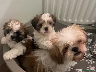 Shih Tzu dogs 🌟 2 Beautiful Female Puppies Ready Ready to go🌟 - Advert 2