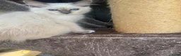 Birman cats for sale: Strong healthy Birman babies available  in Peacehaven - Advert 6
