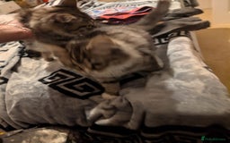 British Shorthair cats for sale: Beautiful British shorthair mix kittens available. - Advert 6