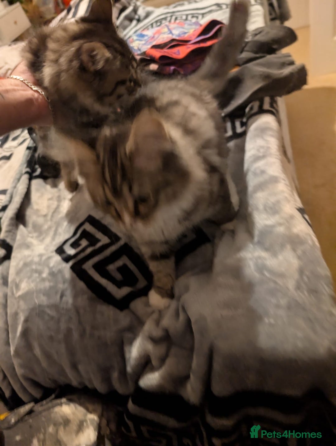 British Shorthair cats for sale: Beautiful British shorthair mix kittens available. - Advert 6