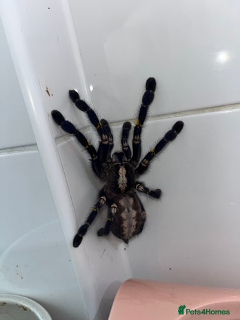 Tarantulas invertebrates in Havant - Advert 18