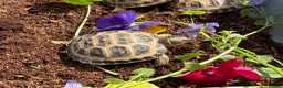 Tortoise reptiles for sale: Baby horsfield tortoises for sale. Setups also av - Advert 5