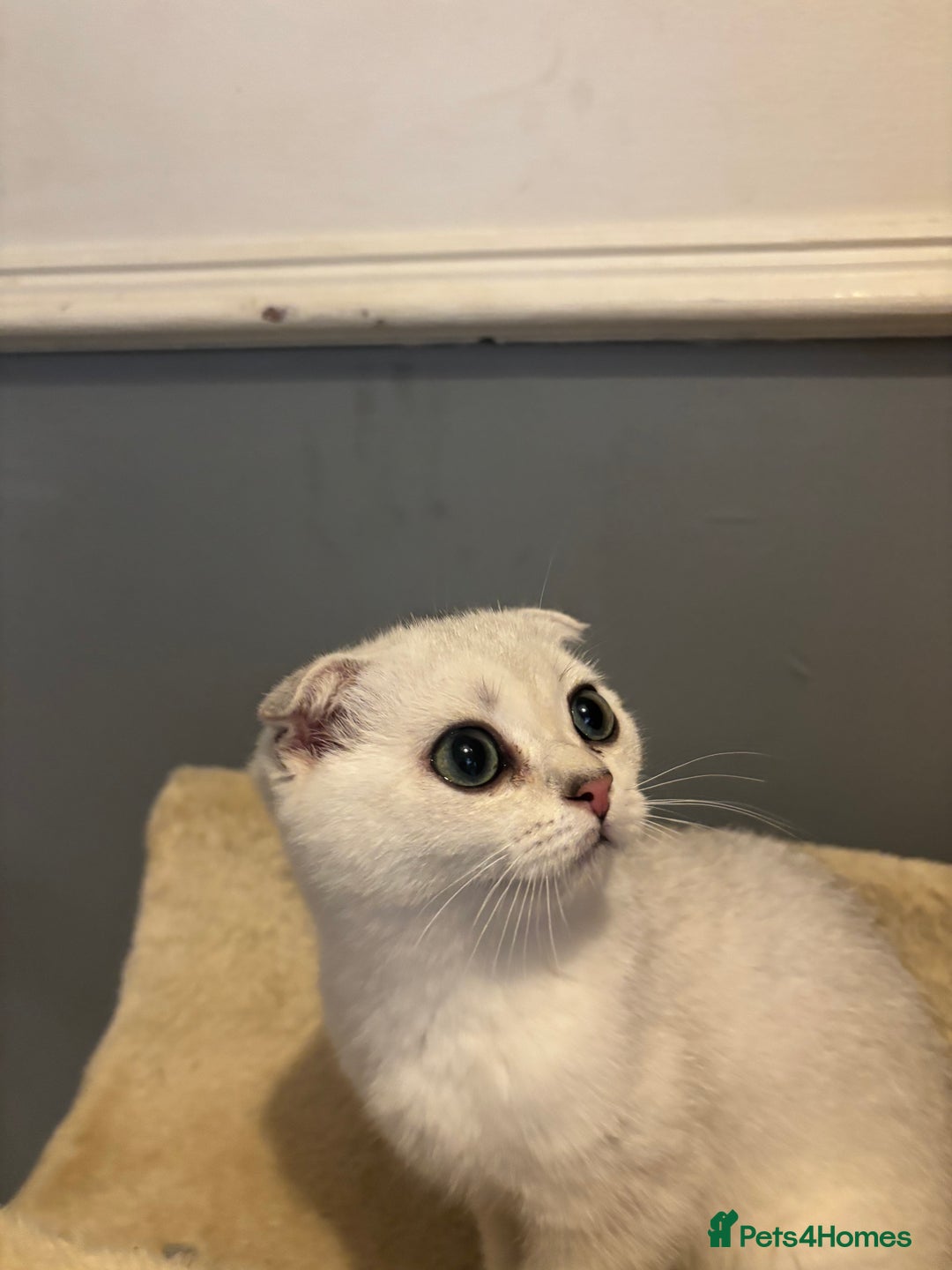 Scottish Fold cats for sale: SCOTTISH FOLD FEMALE KITTENS - Image 9