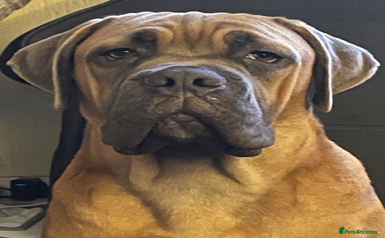 Cane Corso dogs - Advert 1