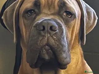 Cane Corso dogs Cane corso for stud - Advert 6