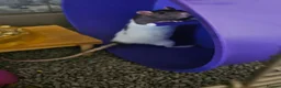 Rat rodents for sale: 2 lovely female rats with cage and accessories  - Advert 7