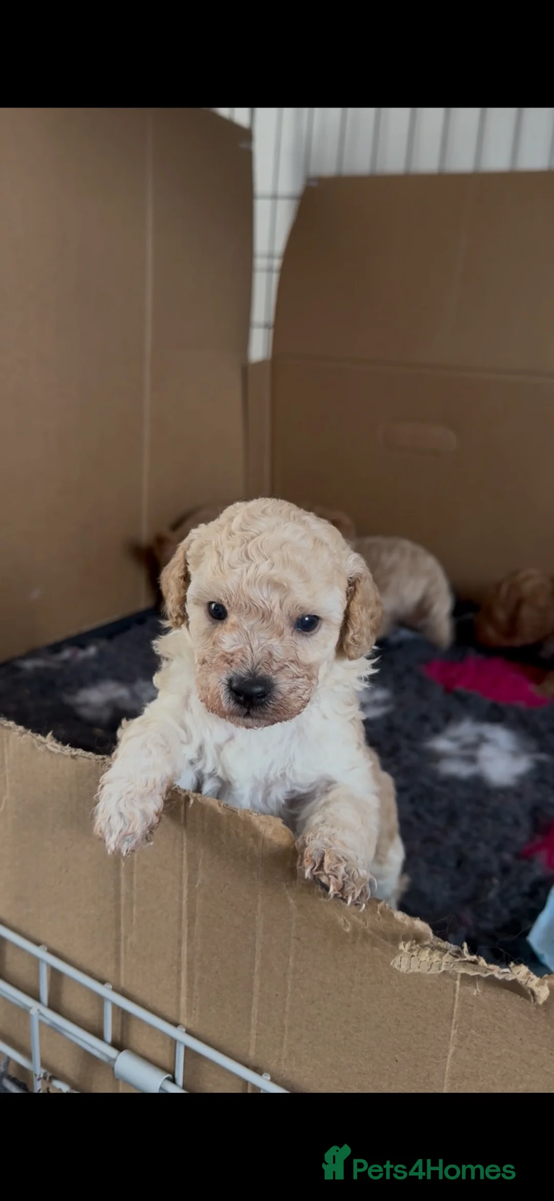 Miniature Poodle dogs for sale: Miniature poodle puppies  - Advert 17