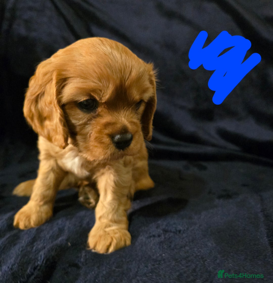 Cavalier King Charles Spaniel dogs for sale: Ruby cavalier king charles puppies  - Image 5