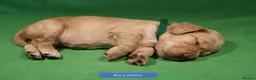 Cocker Spaniel dogs for sale: Health Tested Working Cocker Spaniel Puppies - Advert 8