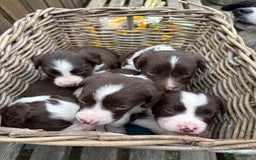Sprollie dogs for sale: Liver & White Sprollies for sale - Image 1