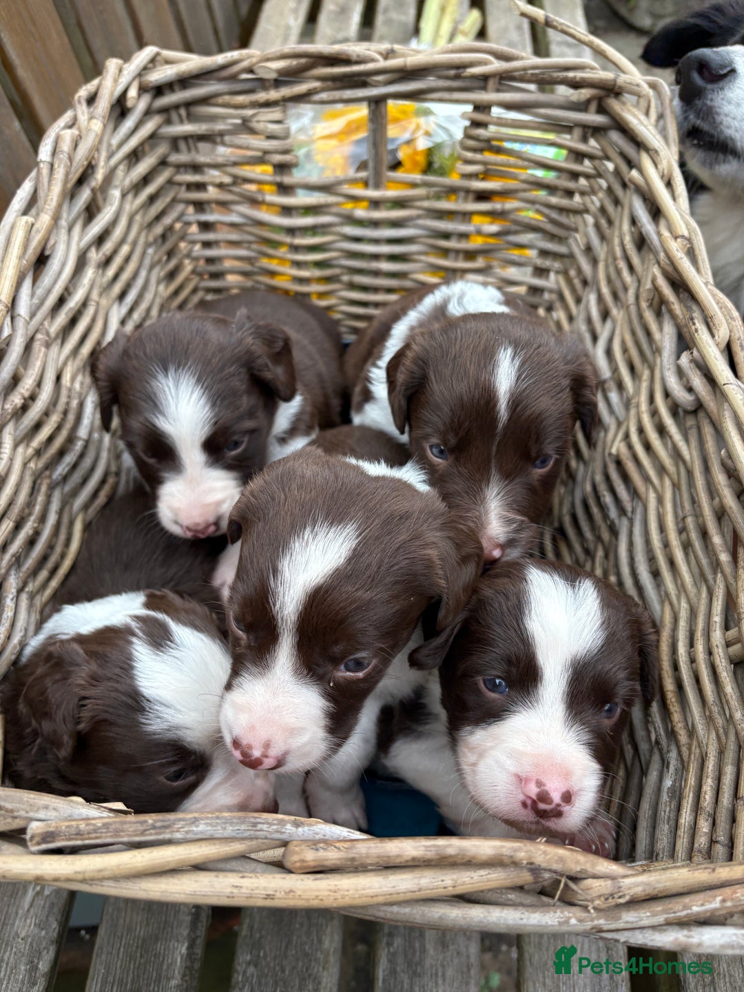 Sprollie dogs for sale: Liver & White Sprollies for sale - Image 1
