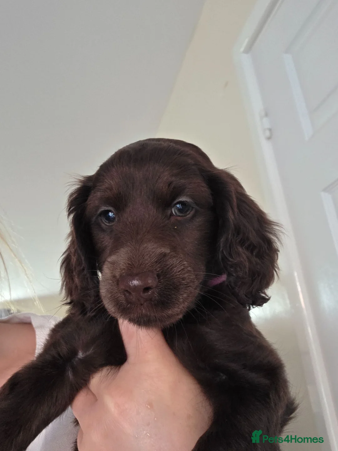 Cockapoo dogs for sale: Chocolate Cockapoo puppies- READY NOW - Advert 16