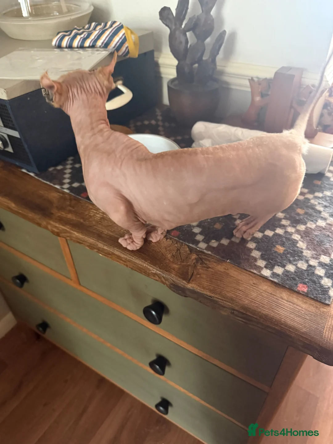 Dwelf cats for sale: Male Dwelf Neutered Sphynx Needs new home - Advert 2