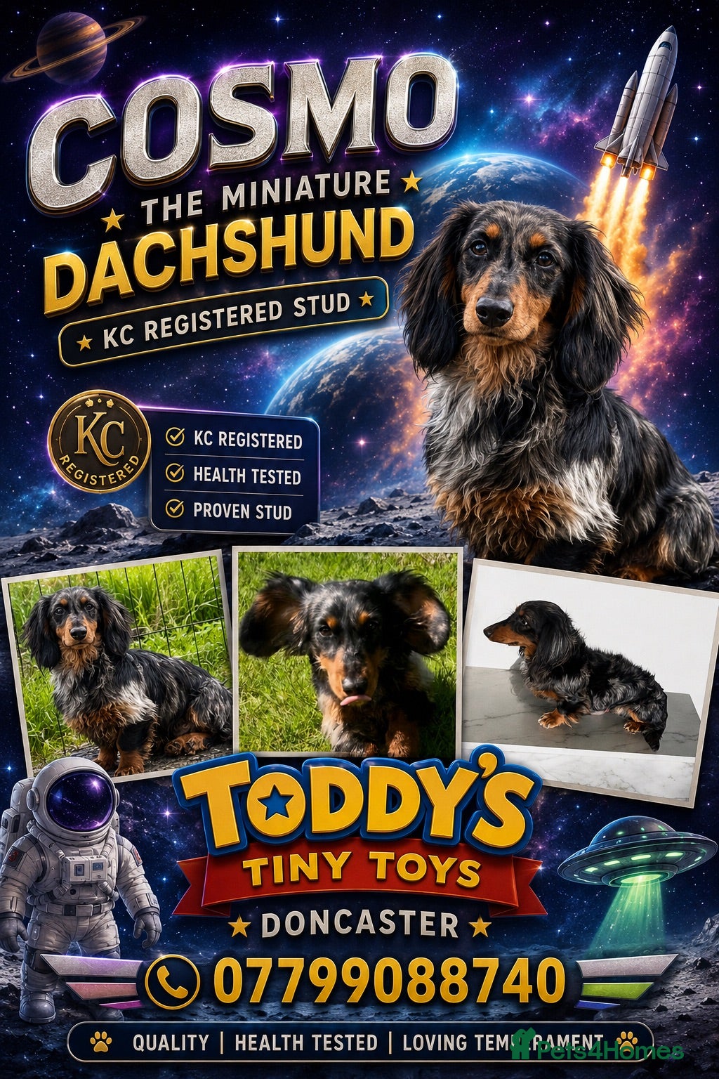 Miniature Dachshund dogs Stunning long  silver dapple stud boy  - Advert 16