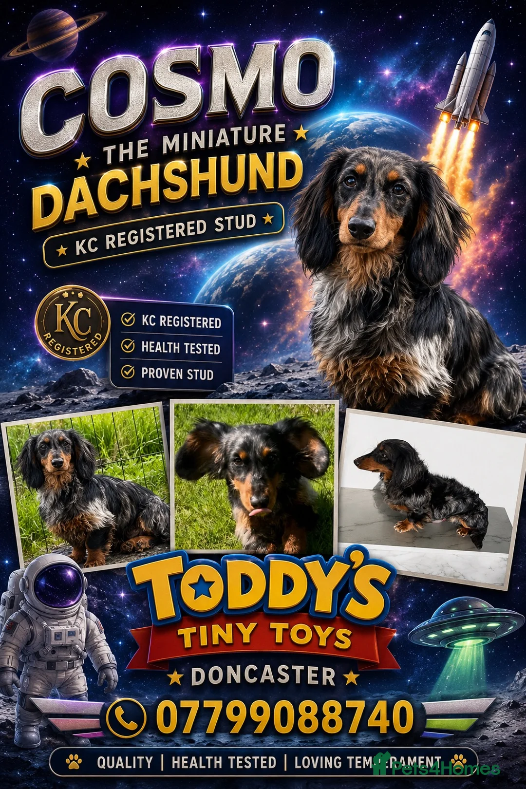 Miniature Dachshund dogs for stud: Stunning long  silver dapple stud boy  - Advert 1