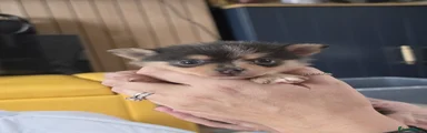 Pomchi 1