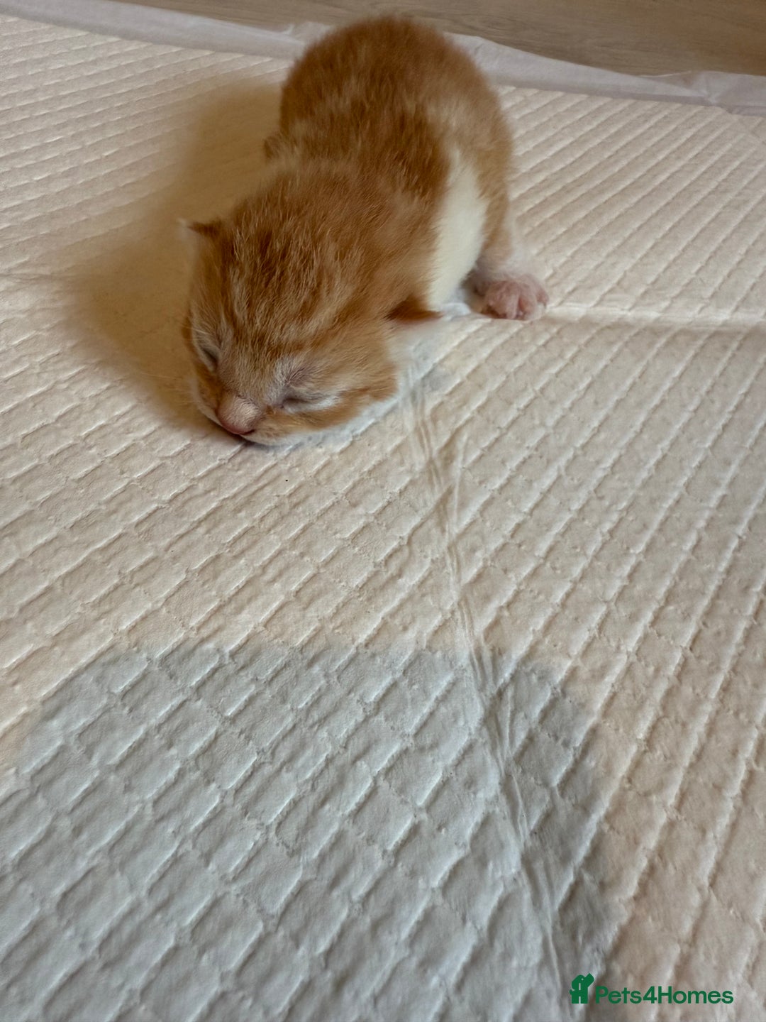 Domestic Shorthair cats for sale: 6 beautiful kittens available November - Image 11