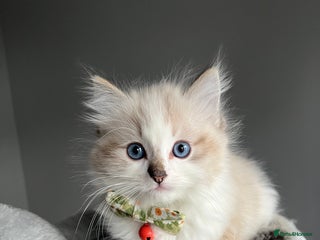 Ragdoll cats Registered Ragdolls kittens for sale LAST BOY - Advert 9