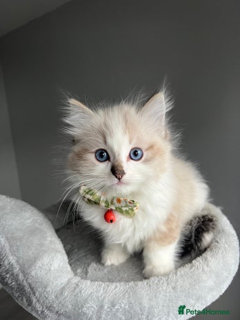 Ragdoll cats Registered Ragdolls kittens for sale LAST BOY - Advert 4