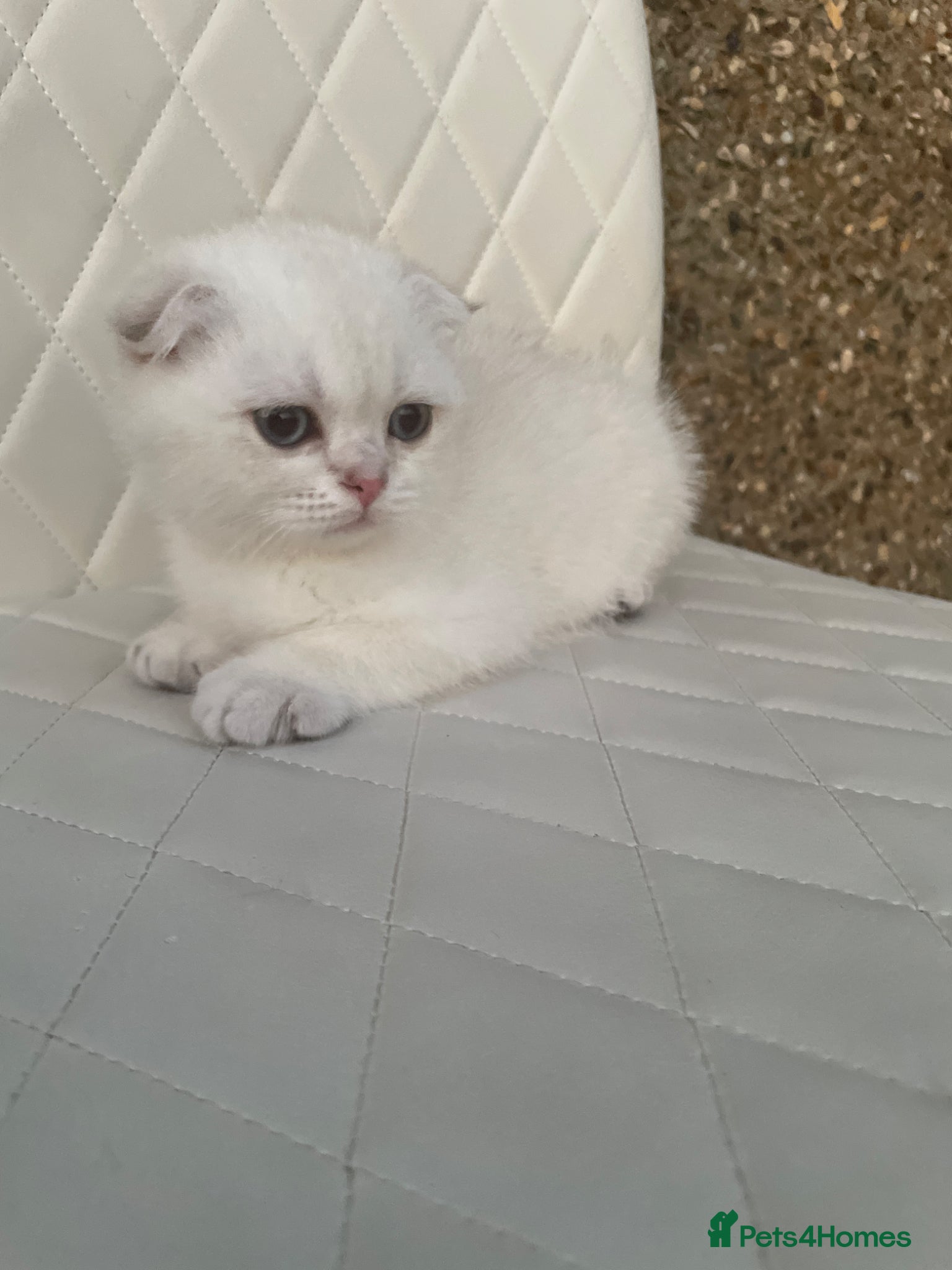 Scottish Fold cats The last 3 Scottish Fold/straight Kittens - Advert 6