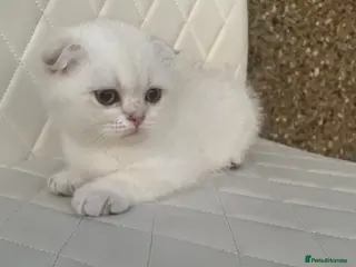 Scottish Fold cats The last 3 Scottish Fold/straight Kittens - Advert 6