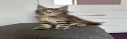 Maine Coon cats for sale: ✨5 GCCF Pure bred MC kittens  - Advert 18