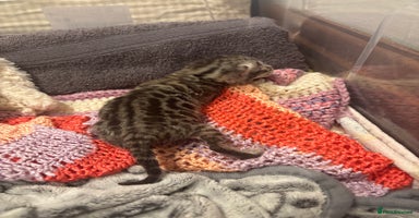 Bengal cats - Advert 15