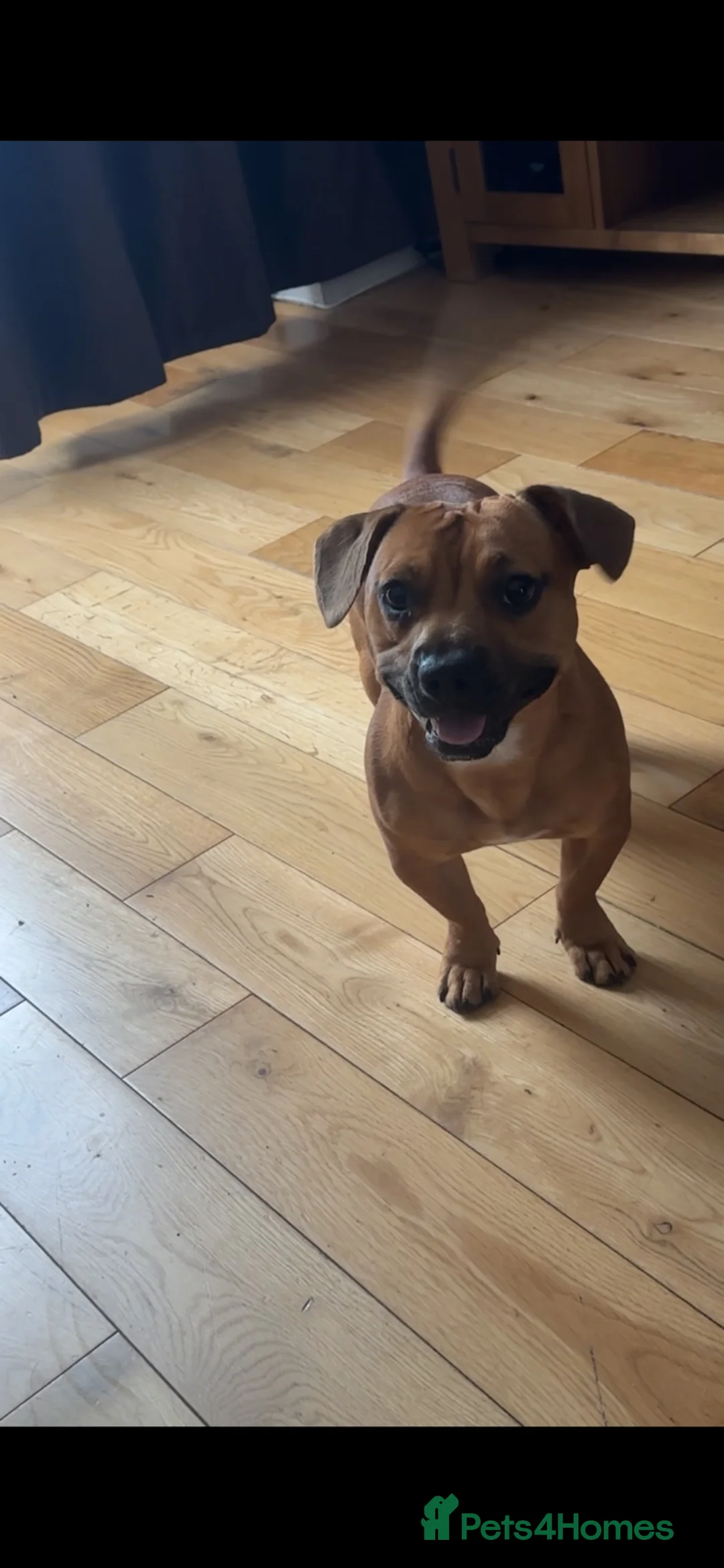 Mixed Breed dogs for stud: Miniature Dachshund cross French Bulldog Stud in Feltham - Advert 2