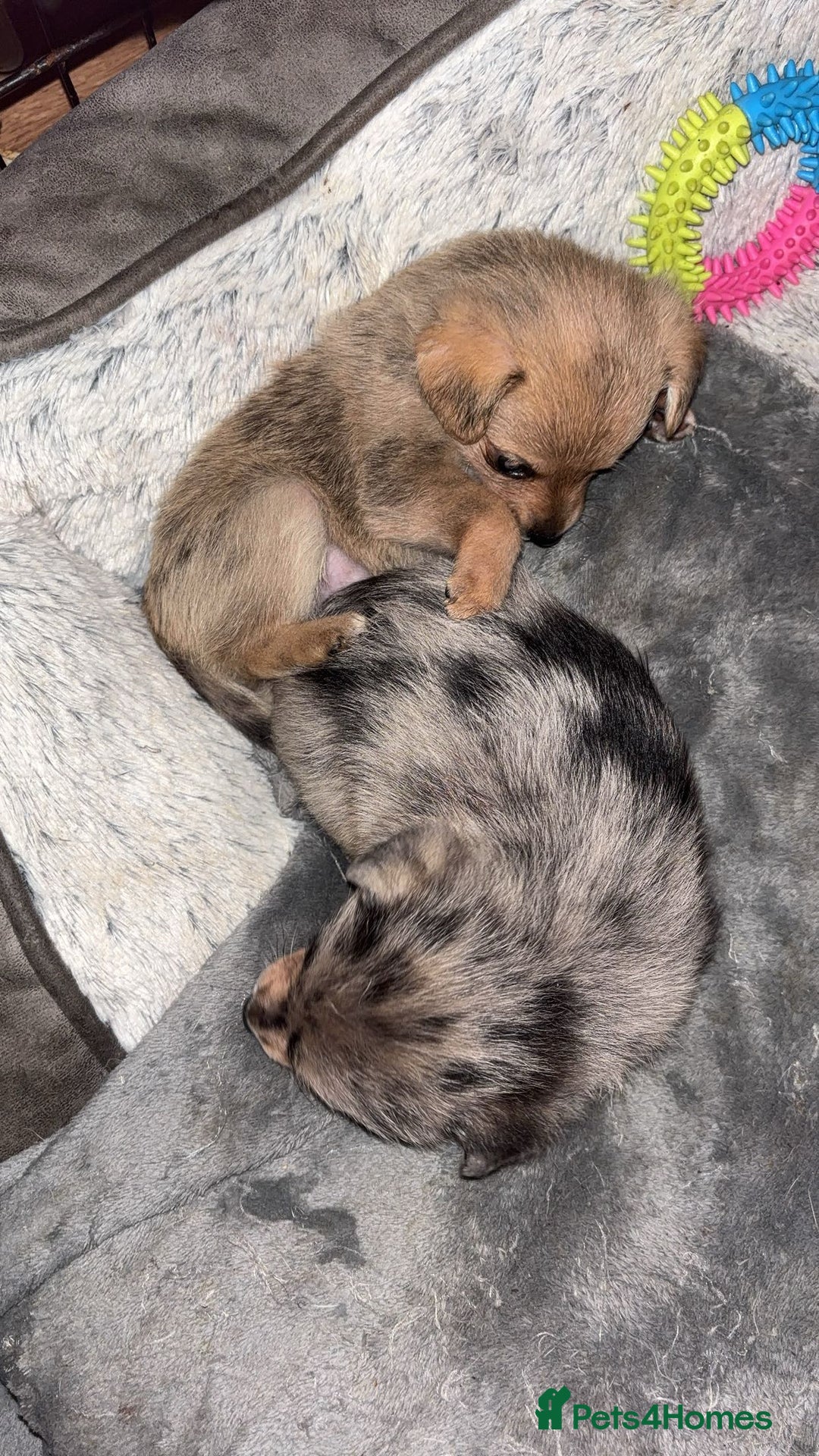 Chihuahua dogs for sale: MERLE CHIHUAHUAS 🐶 2 BOYS 1 GIRL STILL AVAILABLE - Advert 6